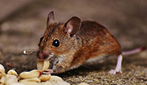 agricultural-pest-management Experts in Iron Springs